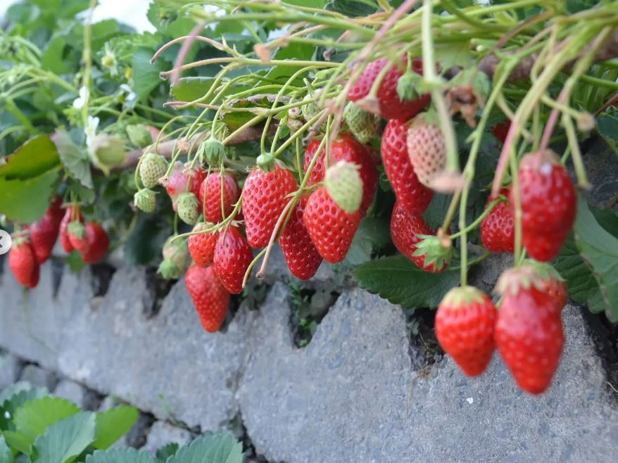 【じゃらんのお得な10日間】【じゃらん限定】10分延長 ★いちご狩り40分食べ放...