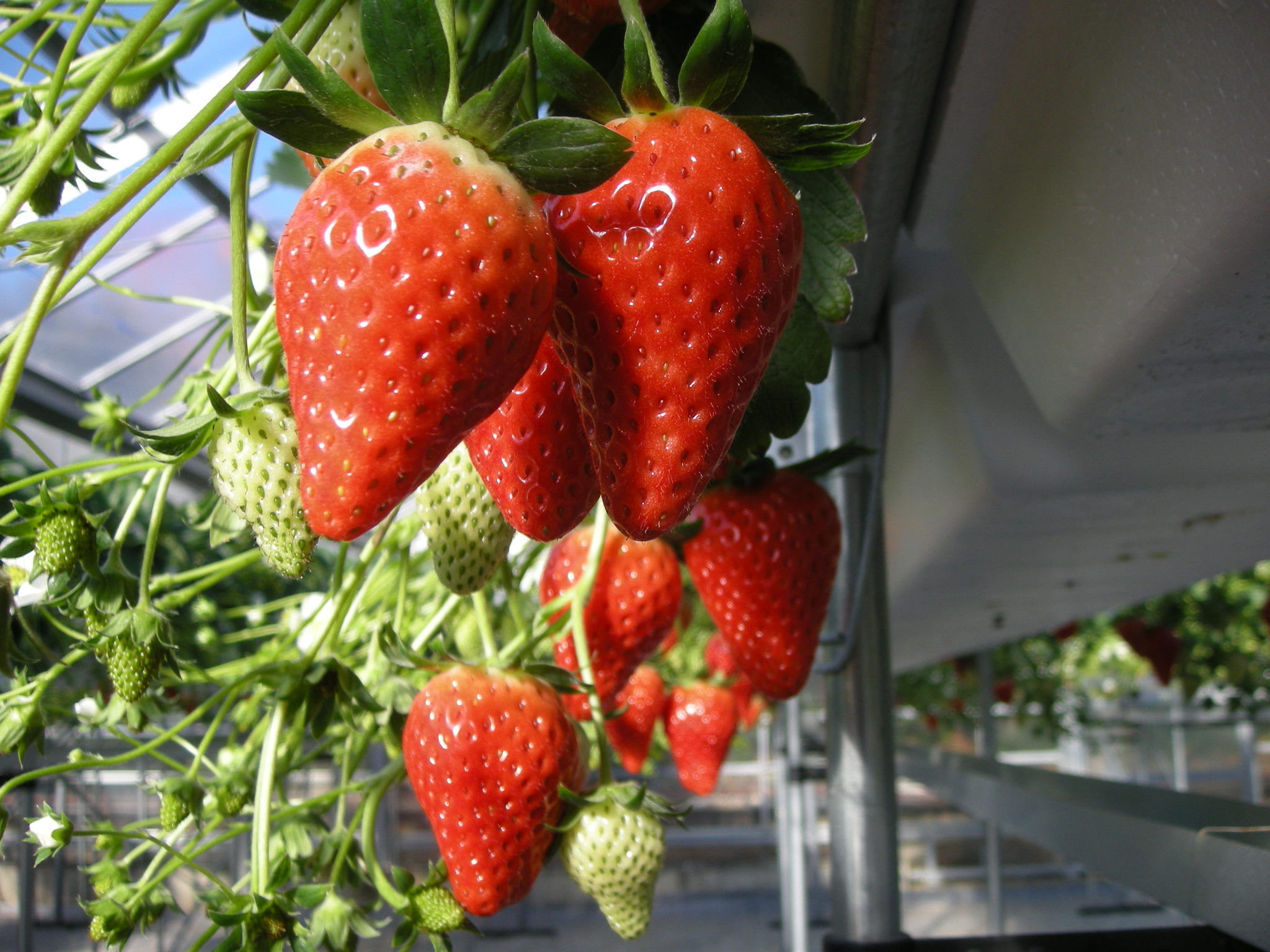 2026年2/1~3/31【いちご狩り食べ放題30分】\伊豆熱川駅から無料送迎/...