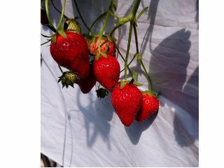 かおりのです。