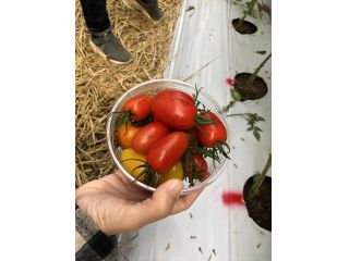 熊本 玉名 ミニトマト収穫と絶品トマトソース作り体験 一般社団法人玉名観光協会 じゃらん遊び体験 熊本 玉名 ミニトマト収穫と絶品トマトソース作り体験 一般社団法人玉名観光協会 じゃらん遊び体験