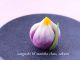 5月の練り切りは「菖蒲」です。美しいグラデーションの花びらを作ってみましょう♪