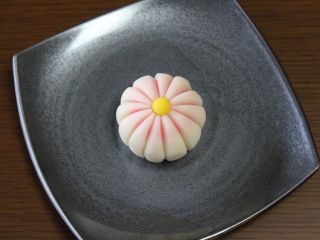 こちらは「玉菊」です。奥から透けて萌えるピンクが可愛い菊の花です!
