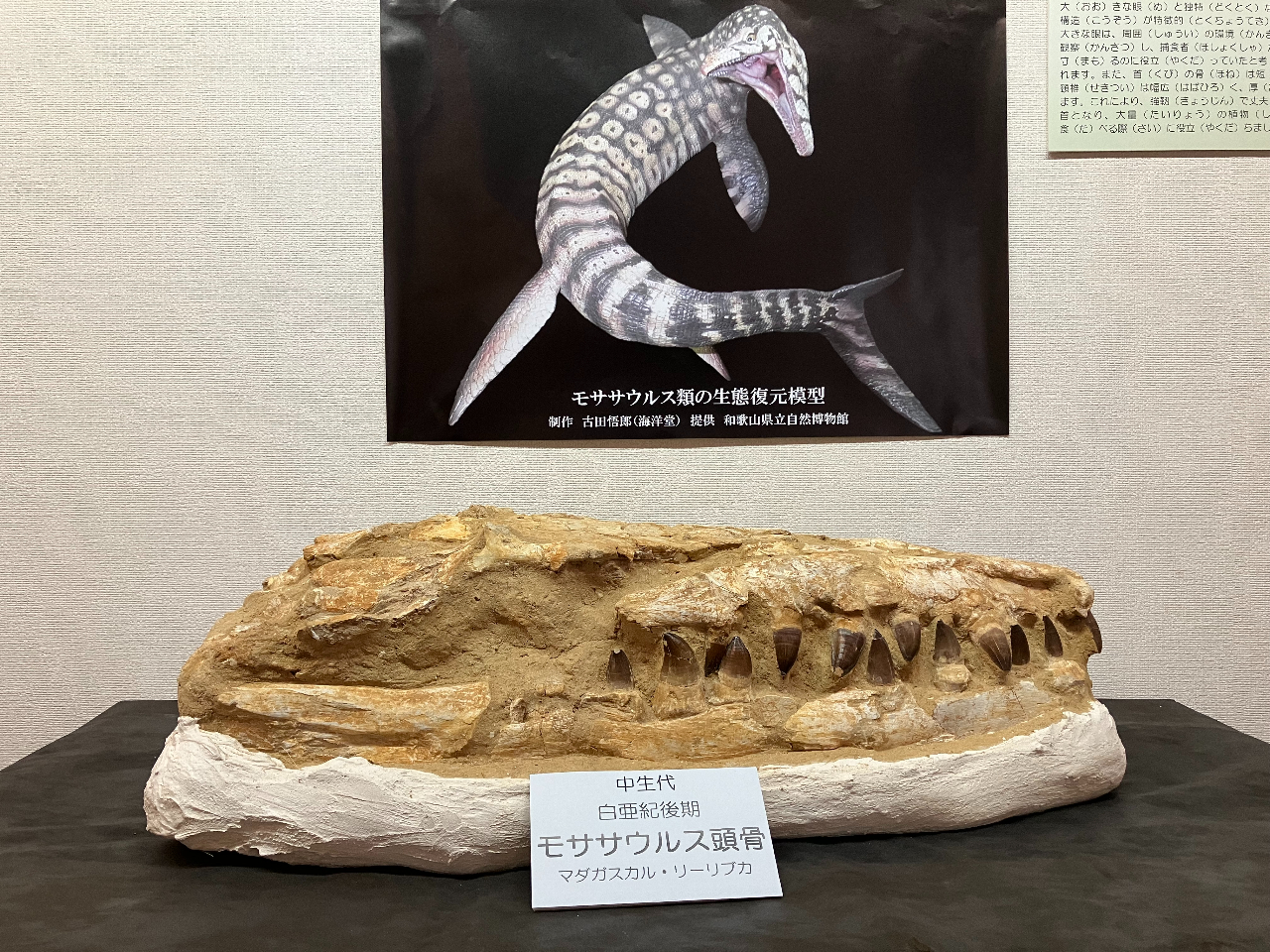 ʓWuG鉻ΓWvڋʂ̈Ejő̊CTTEX̓