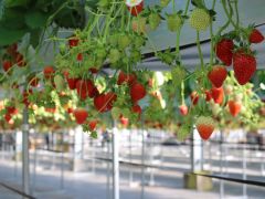 渡邉いちご園 予約 アクセス 割引クーポン じゃらんnet 渡邉いちご園 予約 アクセス 割引クーポン じゃらんnet