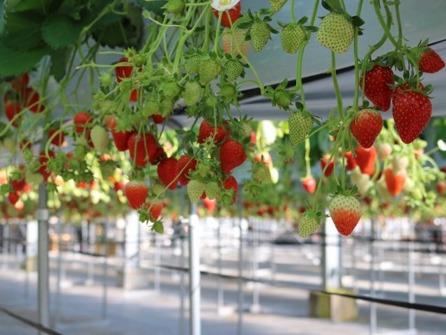 じゃらん予約確約枠 イチゴ狩り30分食べ放題プラン 6品種から厳選された1品種を提供 美味しいイチゴに会える場所 渡邉いちご園 じゃらん遊び体験 じゃらん予約確約枠 イチゴ狩り30分食べ放題プラン 6品種から厳選された1品種を提供 美味しいイチゴに会える場所 渡邉いちご園 じゃらん遊び体験