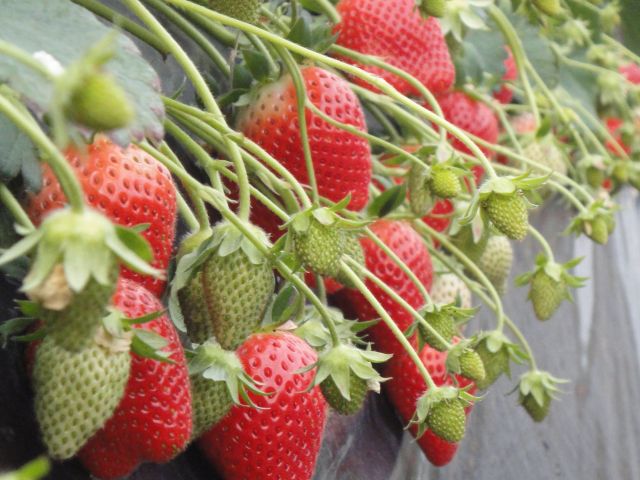 じゃらん予約確約枠 イチゴ狩り30分食べ放題プラン 6品種から厳選された1品種を提供 美味しいイチゴに会える場所 渡邉いちご園 じゃらん遊び体験 じゃらん予約確約枠 イチゴ狩り30分食べ放題プラン 6品種から厳選された1品種を提供 美味しいイチゴに会える場所 渡邉いちご園 じゃらん遊び体験