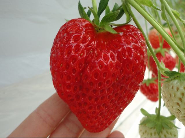 いちご狩りでその日に何の種類が食べられるかは園主がハウスの中のいちごの色づき具合を見て、判断しています。お客さまが品種を選ぶことはできません。ご了承ください