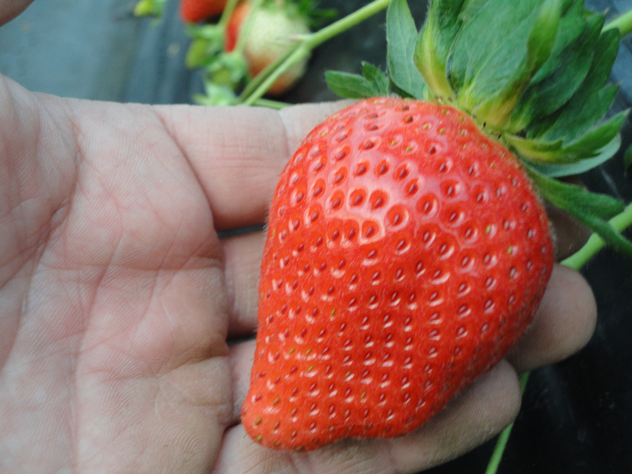 �^���ǂ���΂���Ȃɑ傫�ȃT�C�Y�̂��������������邩���c����ł͓���Ȃ��傫��!!!