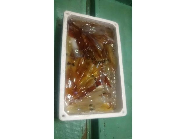 夜焚きイカ釣りプラン 夕方出発 あったかい船長が釣りの楽しさを伝授します 生漁丸 じゃらん遊び体験 夜焚きイカ釣りプラン 夕方出発 あったかい船長が釣りの楽しさを伝授します 生漁丸 じゃらん遊び体験