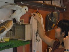 オプションの餌やり体験で、ふくろうさん達ともっと仲良しになれちゃうかも!?