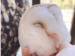 可愛い18羽のふくろう達と自由に触れ合えます!!お顔のマッサージが大好きなアルト君