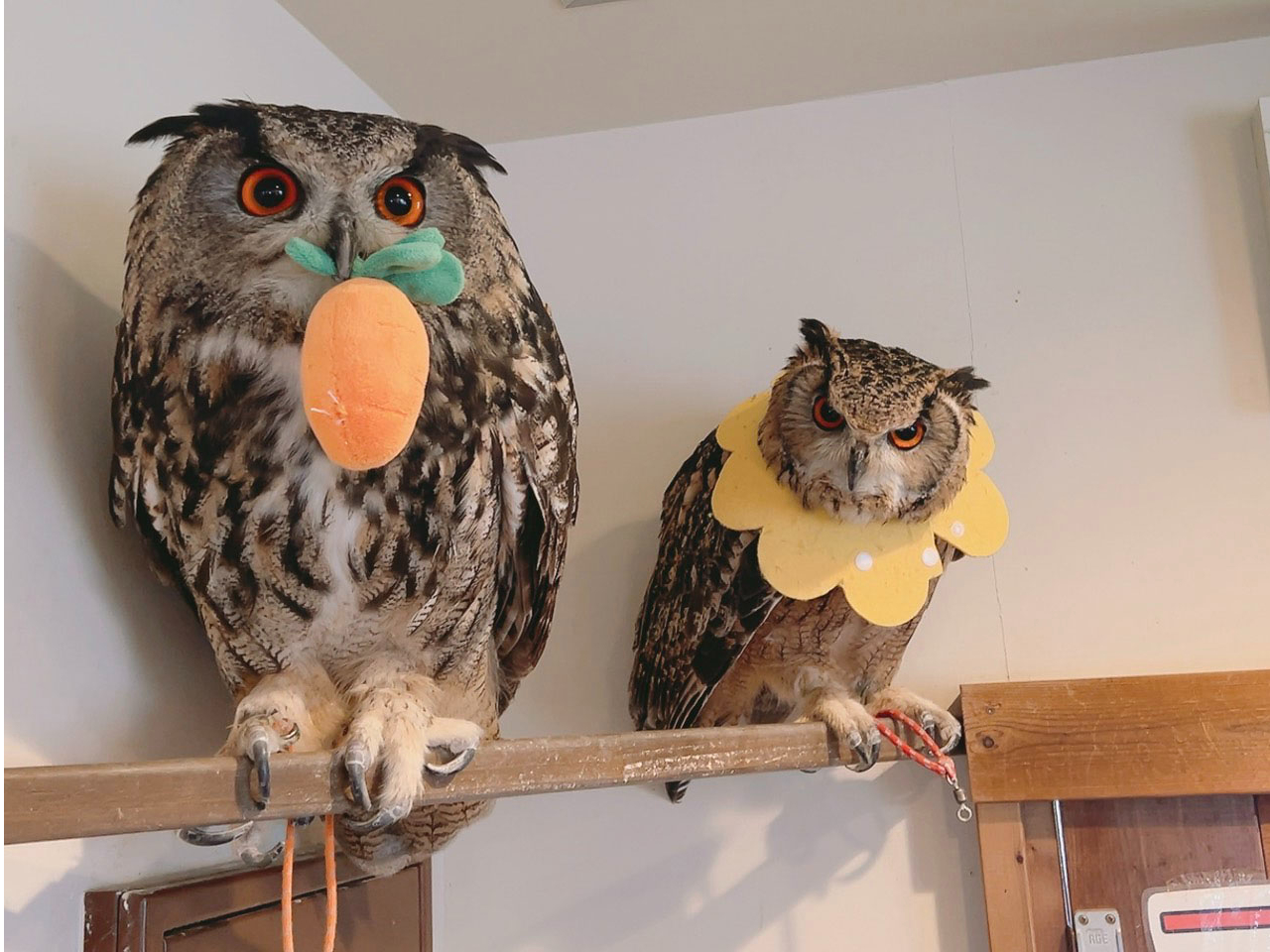 ɖȃ{uƃ{uNɖȃNbNB{uN͐Eő勉̑傫̂ӂ낤[VAV~~YN̒j̎qł