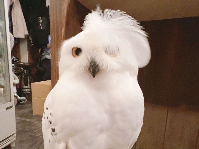 お洒落なシロフクロウのトウル君。大人気の新人君です