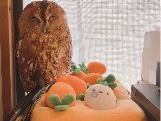 可愛い姿に癒されて下さい!
