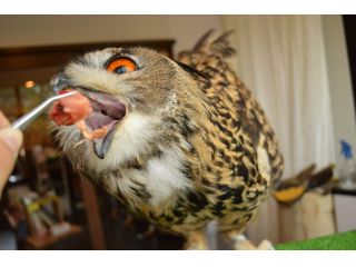 当店には様々な大きさのふくろうがいます。大型のふくろうの餌やり体験は大迫力!