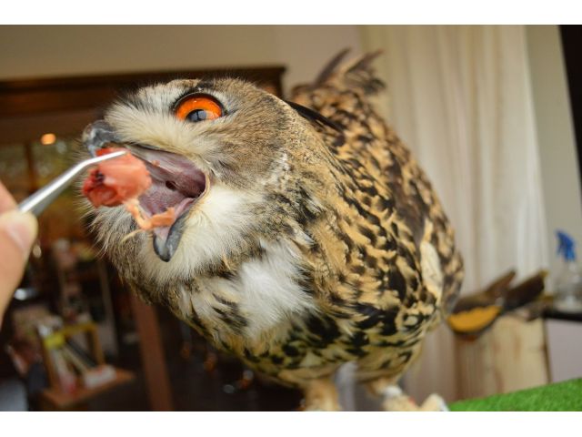 原宿駅徒歩1分 ふれあい Cafeコース ふくろうエサやりオプション付 ふくろうの里原宿店 じゃらん遊び体験