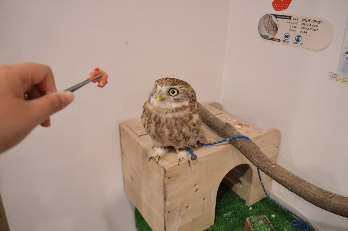 かわいい手のひらサイズのコキンメフクロウ。お子様にも大人気です☆