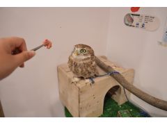 かわいい手のひらサイズのコキンメフクロウ。お子様にも大人気です☆
