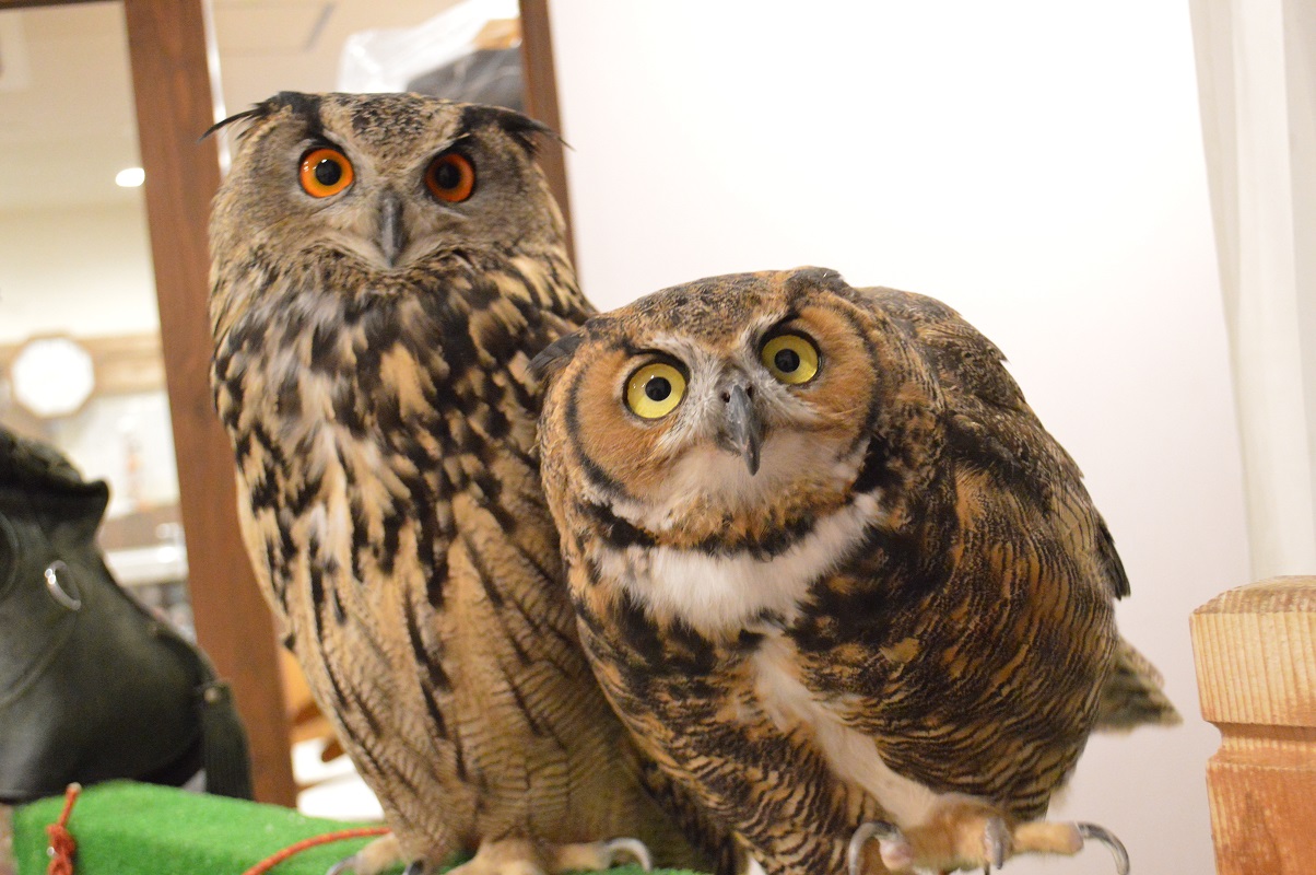 もふず『ごはんちょうだい!!』