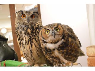 原宿駅徒歩1分 ふれあい Cafeコース ふくろうエサやりオプション付 ふくろうの里原宿店 じゃらん遊び体験