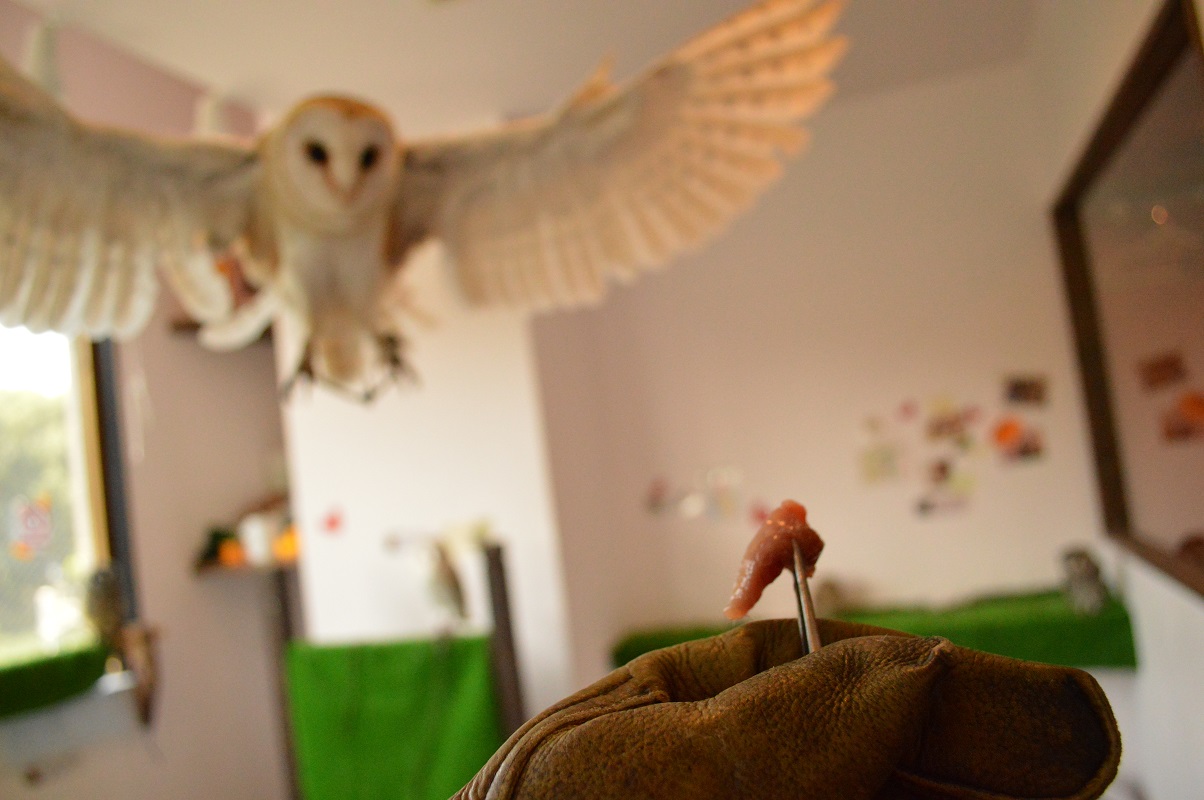 餌やり&フライト訓練にあなたもLet's チャレンジ!?