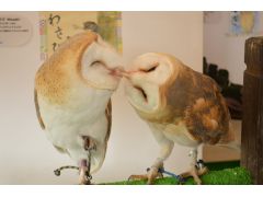 メンフクロウのハクとカノン