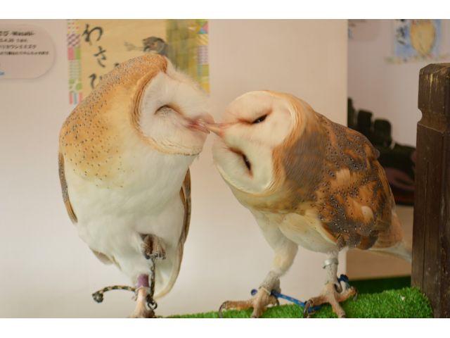メンフクロウのハクとカノン