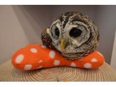 チャコモリフクロウのもずくはおもちゃの上でアヒル寝