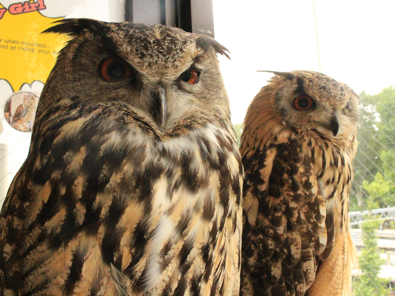 Eő勉ƌ郆[VAV~~YÑ{úAƂĂDj̎q