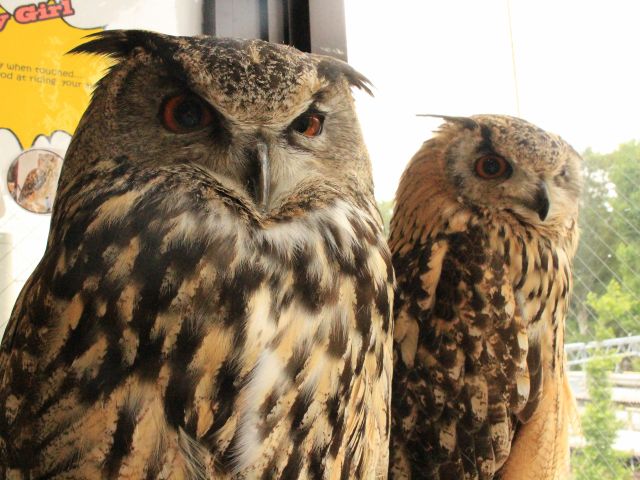 世界最大級と言われるユーラシアワシミミズクのボブは、とっても優しい男の子☆