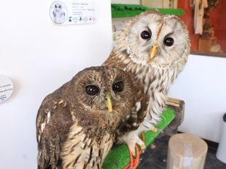 本物のふくろうを手に乗せれる ふれあい Cafeコース スタンダード ふくろうの里原宿店 じゃらん遊び体験 本物のふくろうを手に乗せれる ふれあい Cafeコース スタンダード ふくろうの里原宿店 じゃらん遊び体験