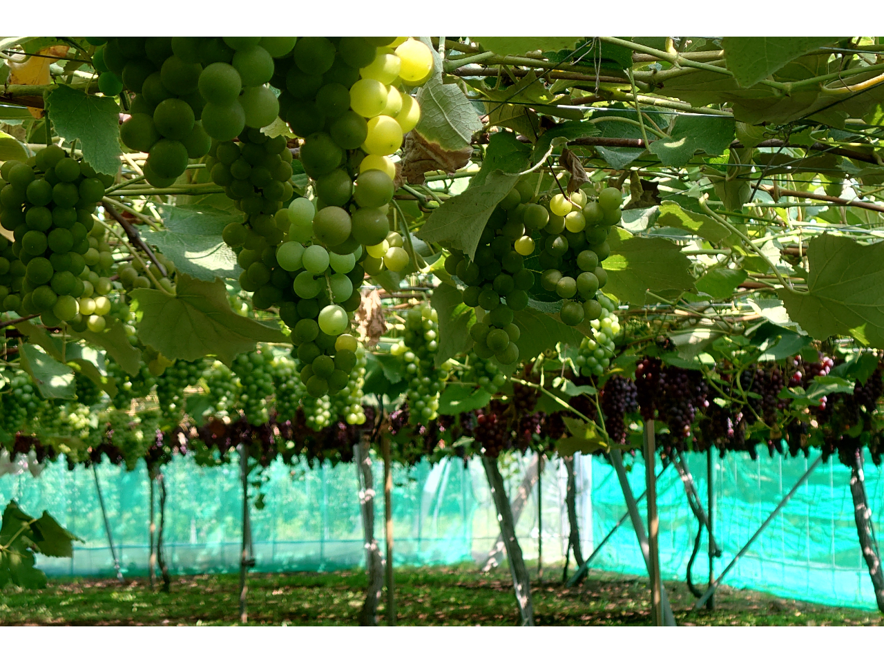 ԂǂEv[vɓ邱Ƃł܂Biʕ͕ʓrqlnjԌ2023N1015܂łłBђ@}T{cʎ