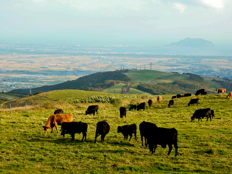 きじひき高原(放牧牛)