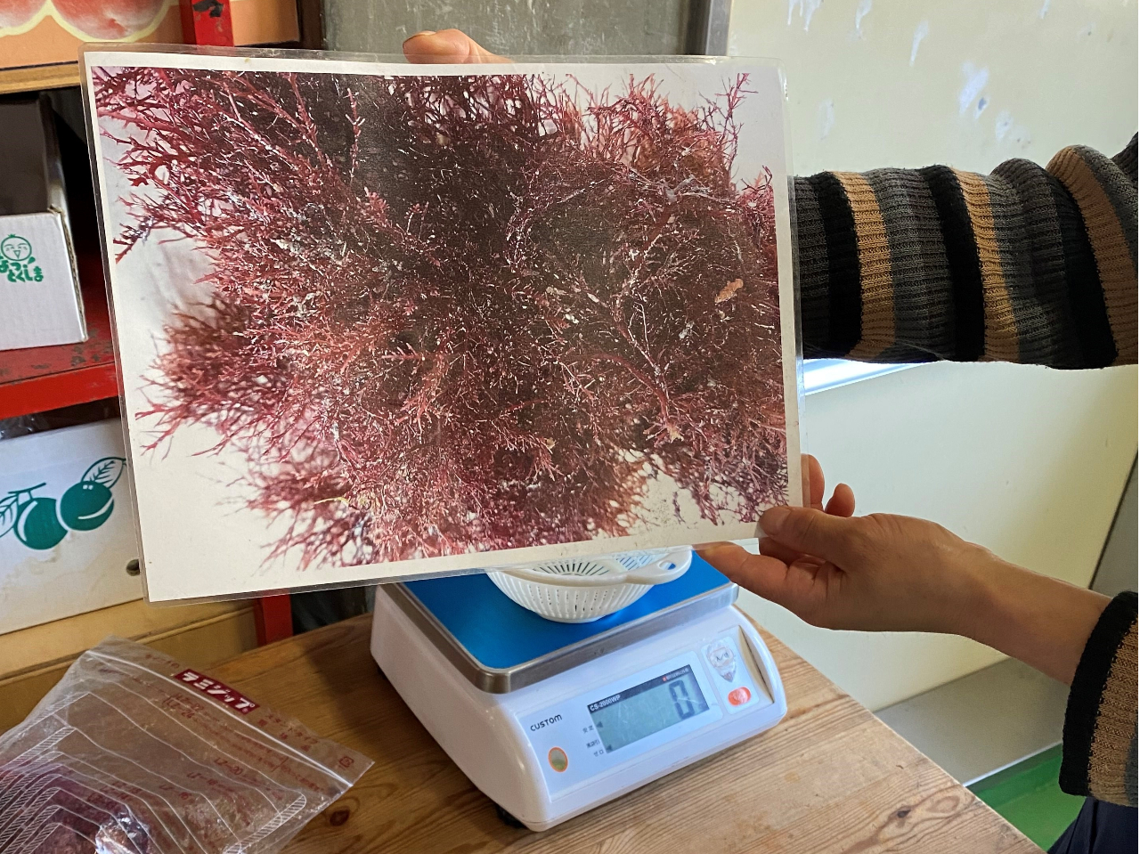 説明を聞きながら、ところてんについて学びます〜♪