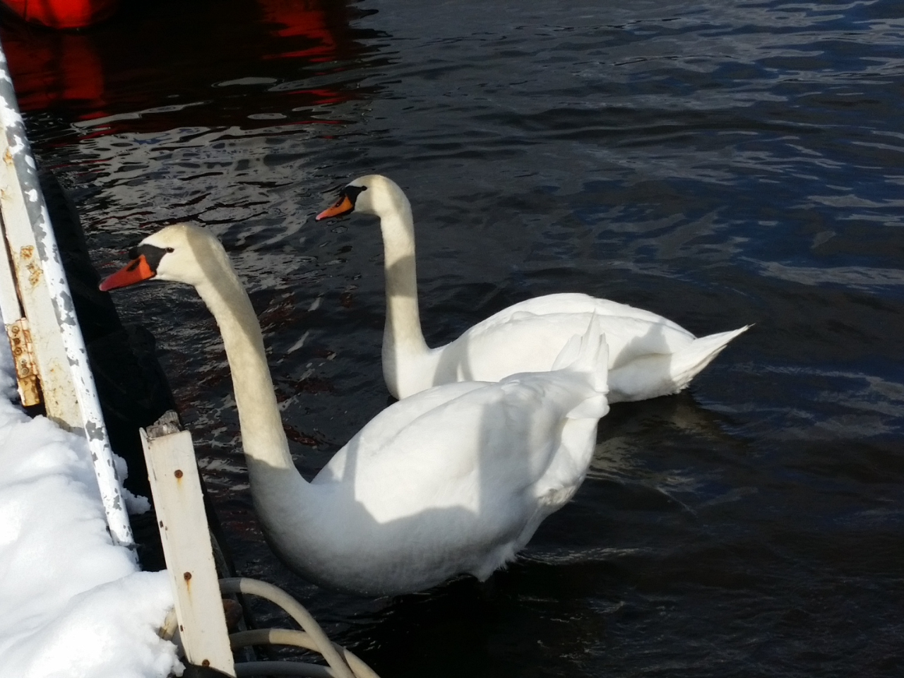 白鳥がエサを食べに来ました!