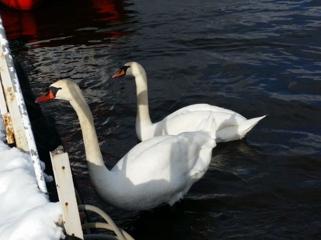 白鳥がエサを食べに来ました!