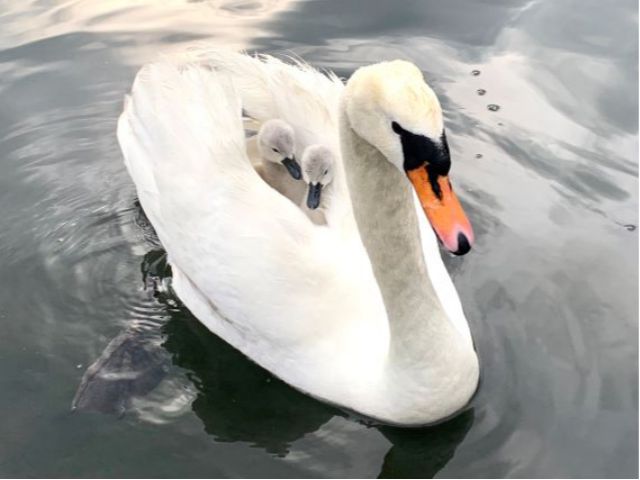 2021年 5月に生まれた白鳥の親子! 癒されました。。。