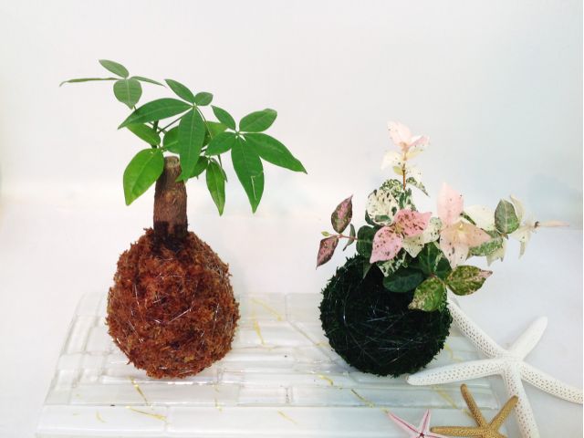 苔玉 1