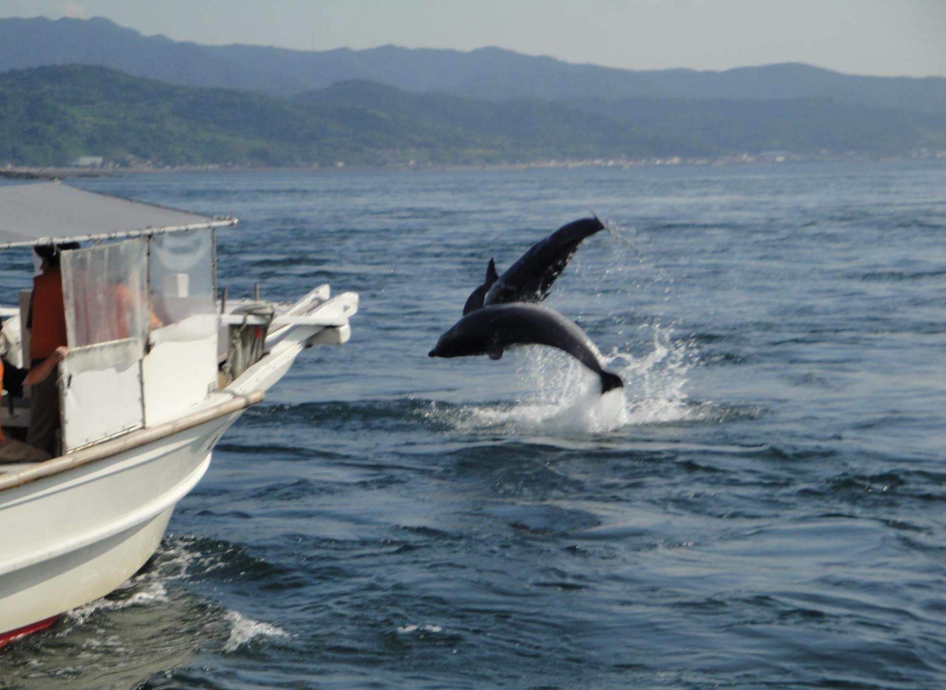 人気食事BEST4位】海鮮炙り丼+ イルカウォッチング（60分）＜セット