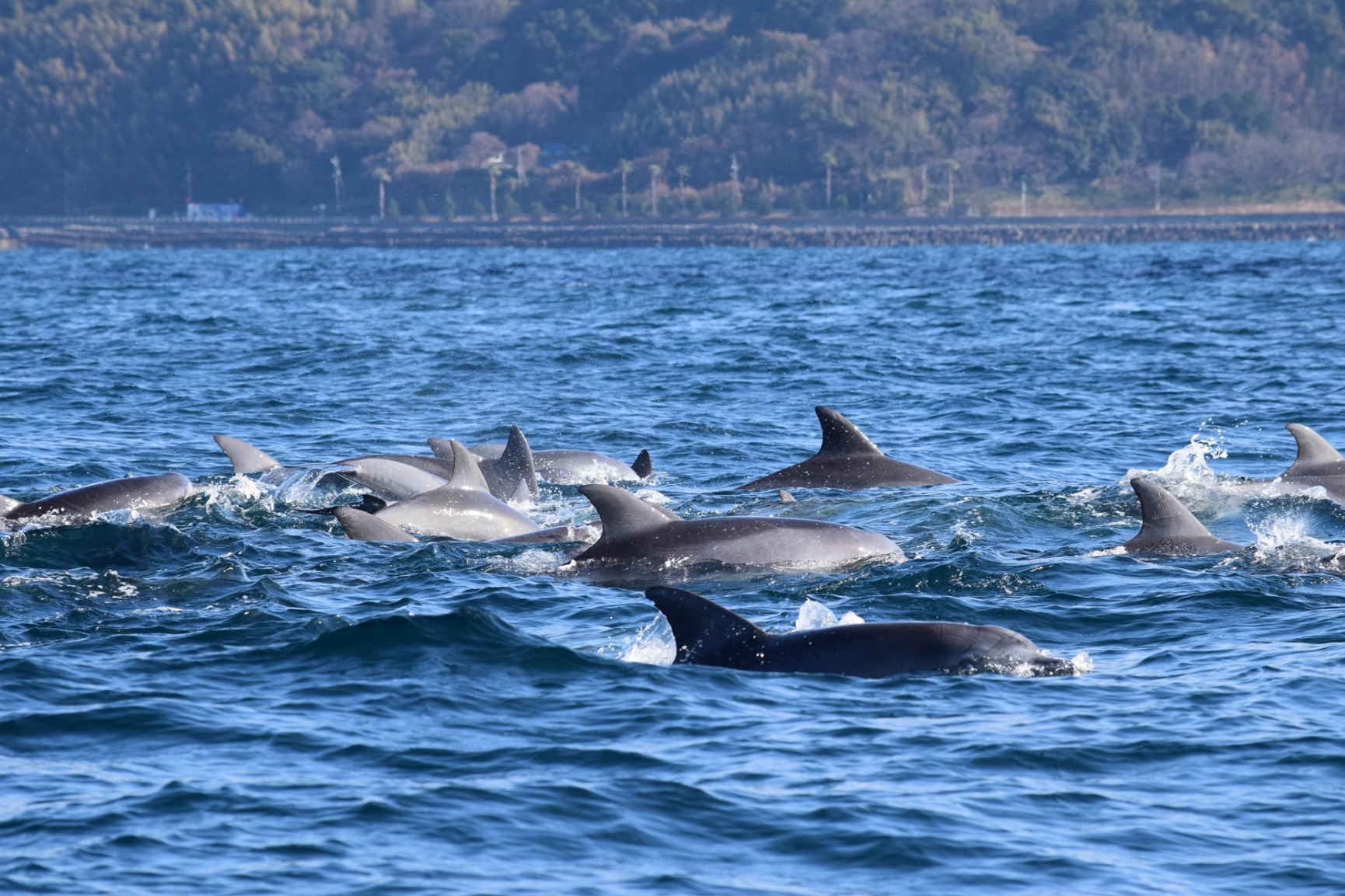二江港」からの出航!!イルカウォッチング【うにコロッケ1個又は通詞島
