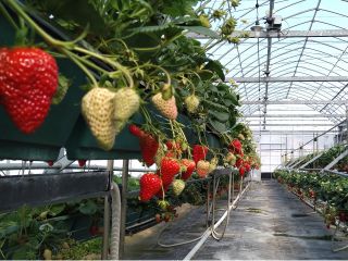 いちご狩り30分食べ放題 さちのか 紅ほっぺ まりひめ きのか 和歌山県貴志川でいちご狩り ファミリーにおすすめ サクラファーム じゃらん遊び体験 いちご狩り30分食べ放題 さちのか 紅ほっぺ まりひめ きのか 和歌山県貴志川でいちご狩り ファミリーにおすすめ サクラファーム じゃらん遊び体験