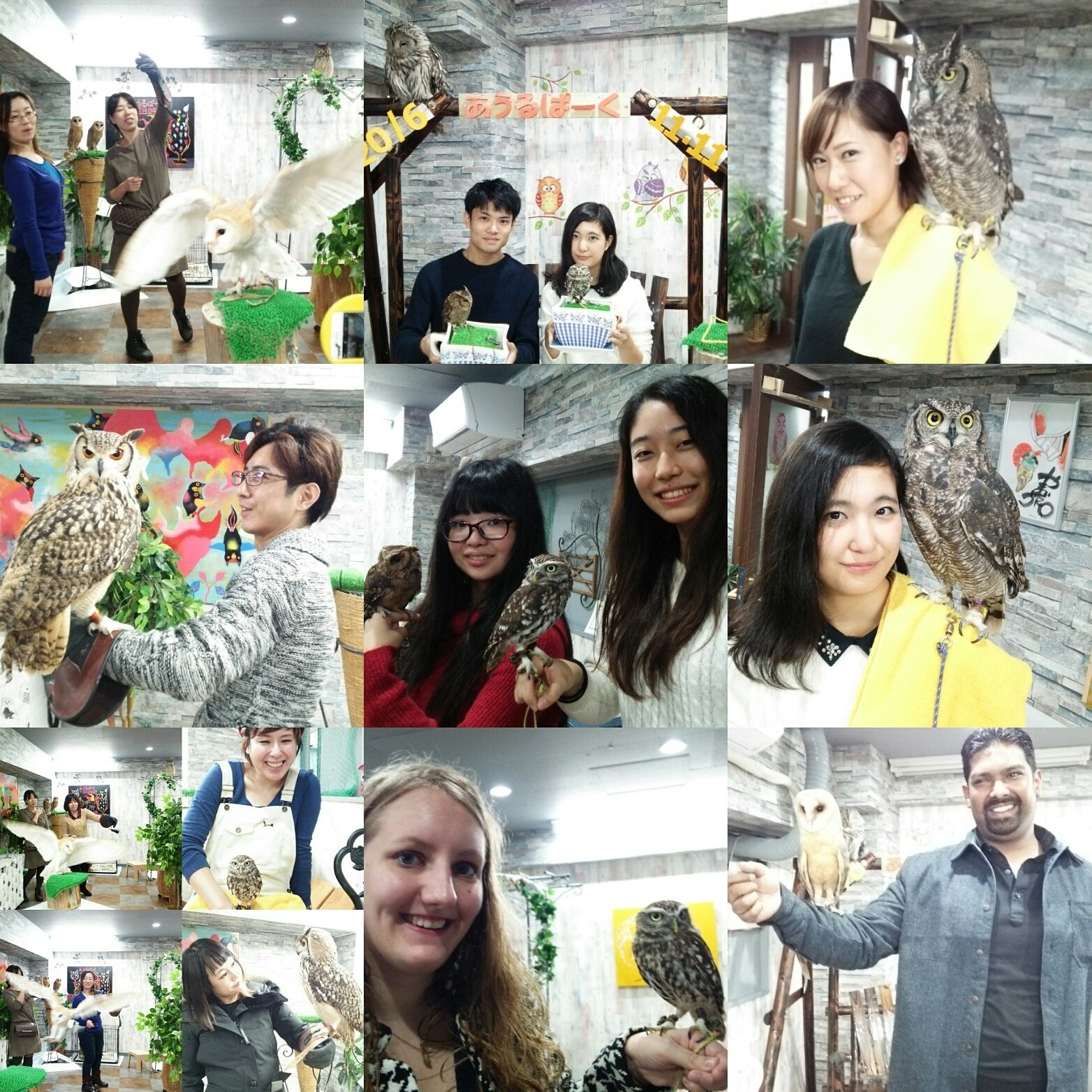 あうるぱーくフクロウカフェ池袋で様々な動物カフェ体験!26種類30羽のフクロウ・ハリネズミ・イグアナふれあい体験