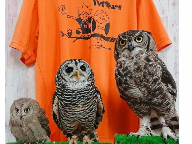 あうるぱーくフクロウカフェ池袋の梟谷学園!ハイキュー!!木兎・赤葦・木葉ハイキュー!特別書下ろしチャリティーコラボTシャツ完売ありがとうございます。