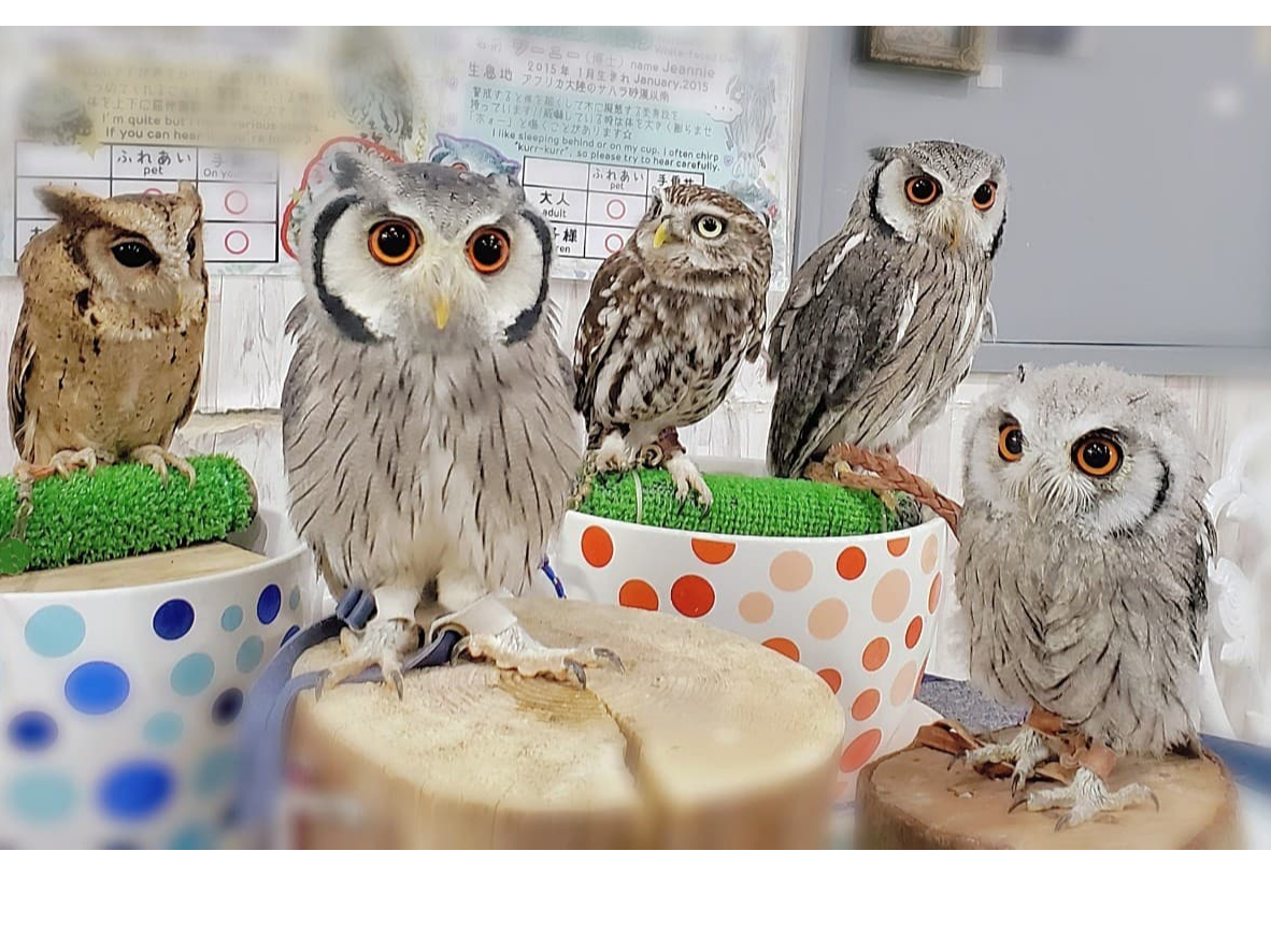 可愛い手のひらサイズの小型フクロウ達