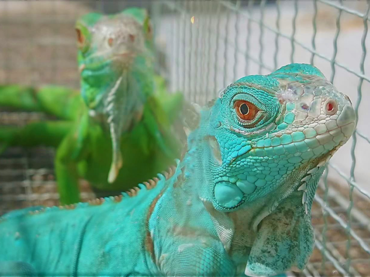 池袋動物カフェで爬虫類イグアナもふれあい