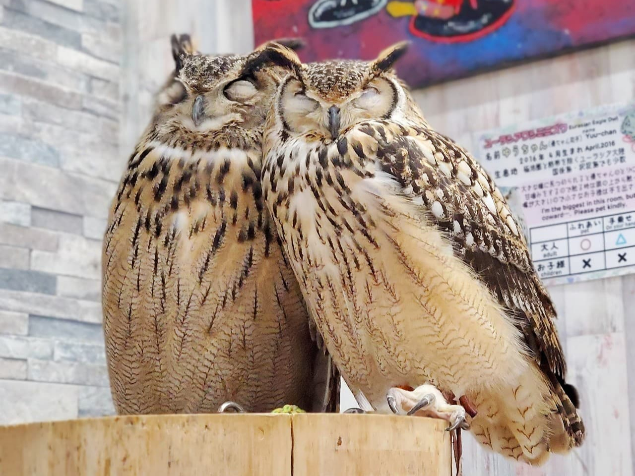 大型フクロウ