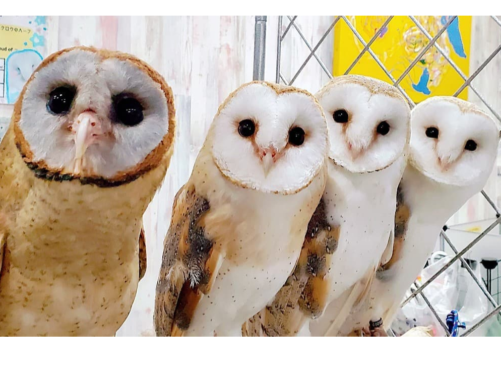 メンフクロウあうるぱーくのメンズ