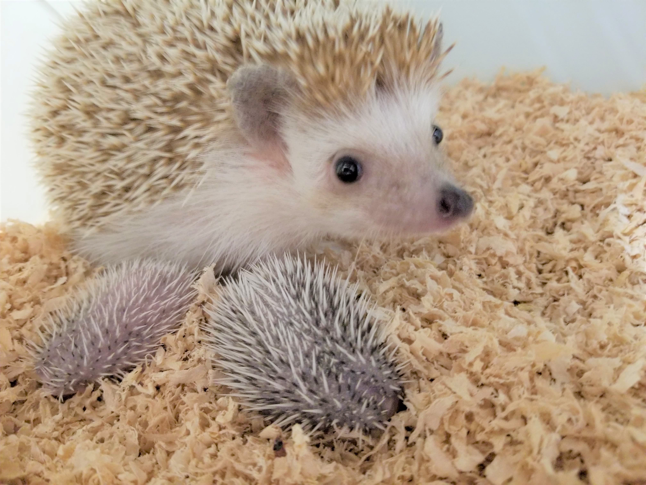 池袋動物カフェでハリネズミふれあい体験