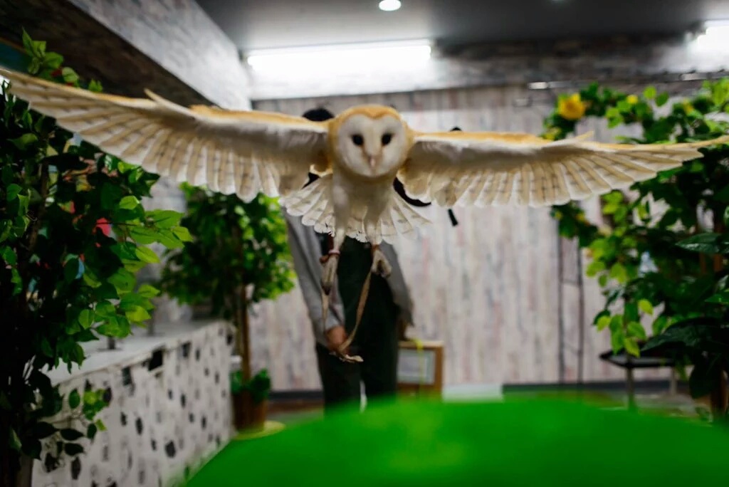 体験型フクロウカフェ1番人気♪フクロウが手に飛んでくるフライト体験で気分は鷹匠!あうるぱーく人気の体験※ふくろうの体調などで出来ない場合もございます。