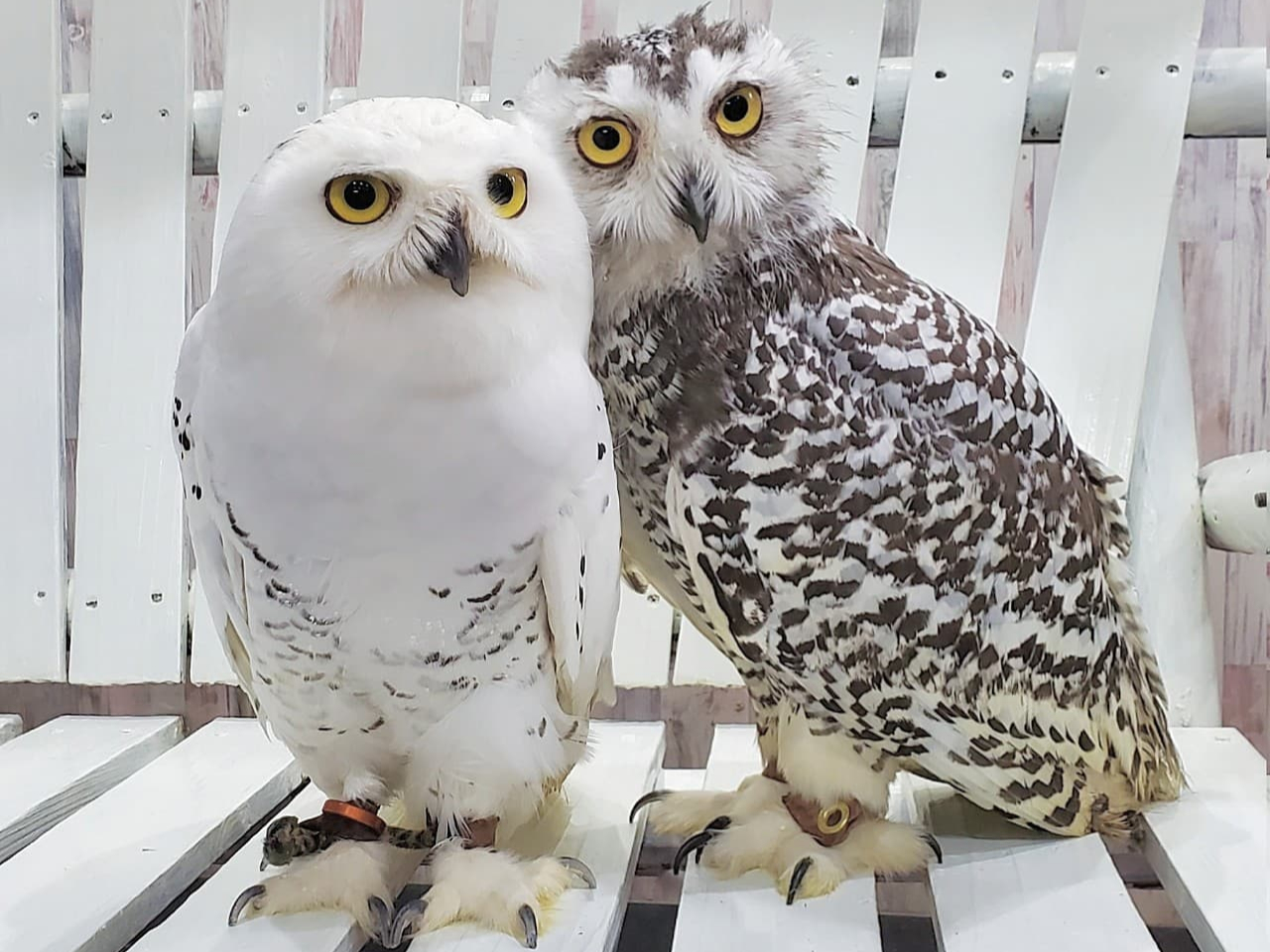 ハリーポッターでお馴染みのシロフクロウもいます。ヘドウィグもいるよ。しろふくろう太郎君と華ちゃん